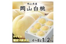 ＜先行受付＞岡山白桃 ロイヤル 4～8玉 1.2kg 岡山県産_桃 白桃 もも モモ 岡山白桃 甘い 果物 くだもの フルーツ デザート 岡山県 津山市 国産 産直 産地直送 贈答 ギフト プレゼント 送料無料【1305694】