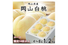 ＜先行受付＞岡山白桃 エース4～8玉 1.2kg 岡山県産_桃 白桃 もも モモ 岡山白桃 甘い 果物 くだもの フルーツ デザート 岡山県 津山市 国産 産直 産地直送 贈答 ギフト プレゼント 送料無料【1305697】