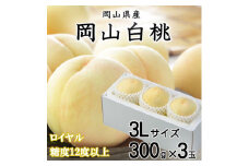 ＜先行受付＞岡山白桃 ロイヤル 3玉×300g(3Lサイズ) 岡山県産_桃 白桃 もも モモ 岡山白桃 甘い 果物 くだもの フルーツ デザート 岡山県 津山市 国産 産直 産地直送 贈答 ギフト プレゼント 送料無料【1305727】