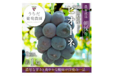 朝採りピオーネ2房入(約1kg)_ピオーネ ぶどう 葡萄 ブドウ 果物 くだもの フルーツ 朝採り 甘い 美味しい 岡山県 津山市 国産 産地直送 産直 贈答 ギフト プレゼント 送料無料【1394886】