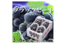 ＜先行受付＞岡山県産　ブラックビート 2kg(3房～6房)【1400519】