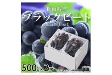 ＜先行受付＞岡山県産　ブラックビート　500g×2房【1400524】
