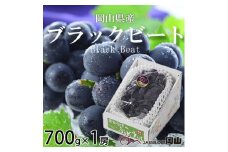 ＜先行受付＞岡山県産　ブラックビート　700g×1房【1400526】