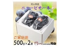 ＜2025年8月発送＞ご家庭用　岡山県産　ピオーネ　500g×2房【1409716】