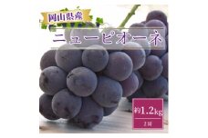 ＜2026年発送＞岡山県産ニューピオーネ約1.2kg(2房)【1413100】