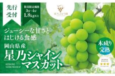 星乃シャインマスカット(岡山県産) 3～4房(1.8kg以上)_ ぶどう 葡萄 シャインマスカット 果物 くだもの フルーツ 岡山県 津山市 人気 おすすめ 送料無料 贈答 ギフト 【1418932】