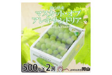 ＜2025年9月発送＞岡山県産　マスカット・オブ・アレキサンドリア　500g×2房_ マスカット オブ アレキサンドリア ふるさと納税 ぶどう 葡萄 ブドウ 果物 フルーツ 岡山県 津山市 産直 ギフト 送料無料 【1424424】