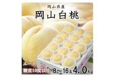 ＜先行受付＞岡山白桃 エース 8～16玉 4.0kg 岡山県産_桃 白桃 もも モモ 岡山白桃 甘い 果物 くだもの フルーツ デザート 岡山県 津山市 国産 産直 産地直送 贈答 ギフト プレゼント 送料無料【1424434】
