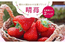 先行受付2025年12月下旬以降発送　晴れの国おかやま新ブランド「晴苺」化粧箱入り2パック【1444423】
