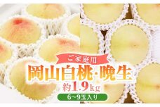 岡山白桃・晩生(ご家庭用)6～9玉入り＜2025年8月中旬より発送予定＞【1460795】