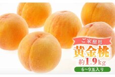黄金桃(ご家庭用)6～9玉入り　＜2025年8月末頃より発送予定＞_ 桃 ふるさと納税 先行予約 もも モモ 岡山の桃 夏限定 人気 送料無料 岡山県 津山市 果物 くだもの フルーツ 産直 産地直送 黄金桃 家庭用 自宅用 青果 【1460796】
