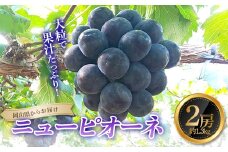 ニューピオーネ 2房・約1.3kg＜2024年7月上旬～7月下旬発送予定＞【1501817】