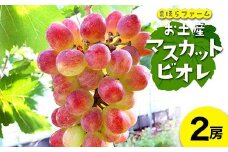 ＜2025年度発送分＞早起き農家の直送便　お土産マスカットビオレ2房_ マスカット ぶどう 葡萄 ブドウ 果物 くだもの 訳なし フルーツ 人気 美味しい 岡山県 津山市 希少 朝どり 産直 産地直送 化粧箱 贈答 ギフト プレゼント お土産 送料無料 【1519547】