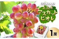 ＜2025年度発送分＞早起き農家の直送便　上出来マスカットビオレ1房_ ぶどう 葡萄 ブドウ マスカット マスカットビオレ 種なし 果物 くだもの フルーツ 希少 産直 産地直送 岡山県 津山市 化粧箱 贈答 ギフト プレゼント 送料無料 【1519569】