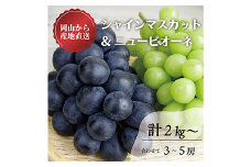＜きよとうファーム＞シャインマスカット&ピオーネ 3-5房入/計2kg～(岡山県産)【1571762】