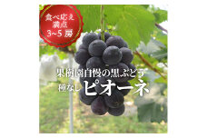 ＜きよとうファーム＞ピオーネ 上級品3-5房入/計2kg～(岡山県産)【1535986】