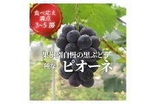 ＜きよとうファーム＞ピオーネ 上級品3-5房入/計2kg～(岡山県産)【1535986】