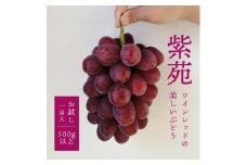 ＜924＞＜お試し便＞紫苑(しえん) 1房500g～(岡山県産)【1549074】
