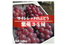 ＜きよとうファーム＞紫苑(しえん) 上級品3-5房入/計2kg～(岡山県産)【1549076】