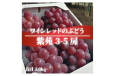 ＜きよとうファーム＞紫苑(しえん) 上級品3-5房入/計2kg～(岡山県産)【1549076】