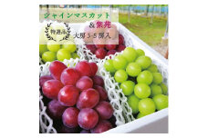 ＜きよとうファーム＞シャインマスカット&紫苑 上級品 大房3-5房入/計2.4kg～(岡山県産)【1549063】
