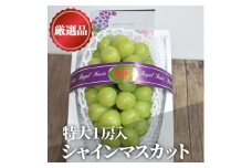 ＜きよとうファーム＞＜厳選品＞大粒シャインマスカット1房/700g以上(岡山県産)【1548995】