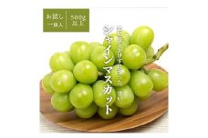 ＜きよとうファーム＞シャインマスカット 1房入 /500g以上　(岡山県産)【1548988】