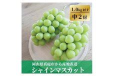＜きよとうファーム＞食べ切サイズ シャインマスカット 中2房/計1.0kg～(岡山県産)【1602851】