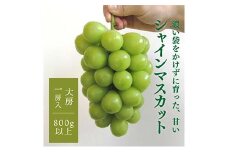 ＜きよとうファーム＞＜数量限定＞大粒シャインマスカット厳選品1房 /800g以上(岡山県産)【1553190】
