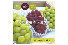 ＜きよとうファーム＞＜人気品種＞大3房入(シャインマスカット・瀬戸ジャイアンツ・紫苑)(岡山県産)【1556966】