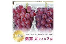 ＜きよとうファーム＞＜上級品＞ 紫苑(しえん) 大2房/計1.3kg～(岡山県産)_ぶどう 葡萄 ブドウ 紫苑 しえん 2房 果物 くだもの フルーツ 化粧箱 箱 岡山県 津山市 贈答 ギフト プレゼント 産直 産地直送 送料無料【1571729】