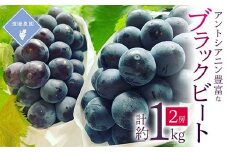 ＜先行予約 2025年発送＞岡山県産　アントシアニン豊富な　ブラックビート　2房(合計1kg)_ ぶどう 葡萄 ブドウ 果物 フルーツ 岡山県 津山市 くだもの 人気 おすすめ 送料無料 贈答 ギフト 【1562213】