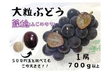 ＜2025年先行受付＞大粒希少品種　藤稔1房700g以上!　【1566428】