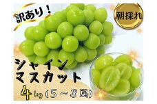 ＜2025年先行受付＞訳あり岡山県産シャインマスカット4kg_ぶどう 葡萄 ブドウ シャインマスカット 4kg 訳あり 規格外 果物 フルーツ 人気 岡山県 津山市 送料無料【1571849】