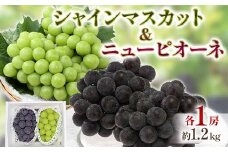 シャインマスカット&ニューピオーネ＜2025年9月中旬以降順次発送＞【1583569】