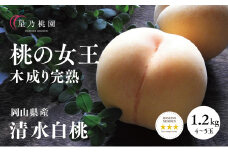先行受付＜清水白桃＞岡山県産 三つ星 星乃桃園 1.2kg (4～5玉)_白桃 桃 もも 清水白桃 しみずはくとう 最高品種 白い宝石 果物 フルーツ 贈答 ギフト 化粧箱 人気 岡山県 津山市 送料無料【1614283】