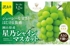 ＜訳あり＞粒の大きさが不揃い 星乃シャインマスカット 1.7kg 3房～5房入り【1554836】