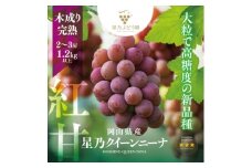 ＜三つ星ブランド＞星乃クイーンニーナ 数量限定 2房～3房(1.2kg以上)【1601625】