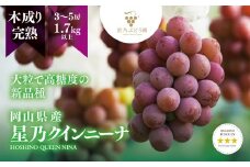 ＜三つ星ブランド＞星乃クイーンニーナ 数量限定 3房～5房(1.7kg以上)【1601634】