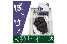 岡山県産 ぼっけえ大粒ニューピオーネ1房(800g以上) 化粧箱入り【1499102】