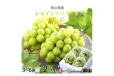 ＜2025年8月発送＞岡山県産　シャインマスカット　晴王　2kg(3房～6房)_シャインマスカット ぶどう 葡萄 ブドウ 果物 くだもの フルーツ 種なし 贈答 ギフト プレゼント 岡山県 津山市 産直 送料無料【1366039】