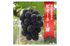 ＜きよとうファーム＞＜お試し便＞ピオーネ1房/500g~(岡山県産)【1535978】