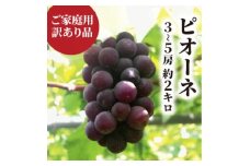 ＜きよとうファーム＞＜訳あり＞ピオーネ ご家庭用 3-5房入/計2kg～(岡山県産)【1535985】