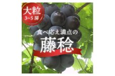 ＜きよとうファーム＞自慢のボッケーネ(藤稔)大粒で食べ応え満点 3-5房/計2.0kg～(岡山県産)【1602833】