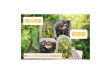 ピオーネ2房とシャイン2房　2kg箱【1644112】