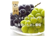 ＜きよとうファーム＞シャインマスカット&生産者いちおし葡萄 2房合わせて/約1kg～(岡山県産)【1553222】
