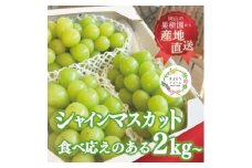 ＜きよとうファーム＞シャインマスカット3-5房/計2kg~(岡山県産)【1548980】