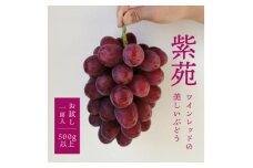 ＜きよとうファーム＞＜お試し便＞ 紫苑(しえん) 1房500g～(岡山県産)【1549075】