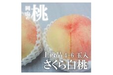＜きよとうファーム＞しっかりとした果肉が美味しい「さくら白桃」上級品 4-6玉入(岡山県産)【1571605】