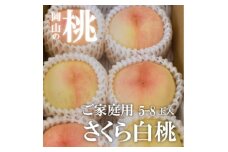 ＜きよとうファーム＞しっかりめの肉質と甘さが絶品「さくら白桃」ご家庭用 5-8玉入(岡山県産)【1571615】